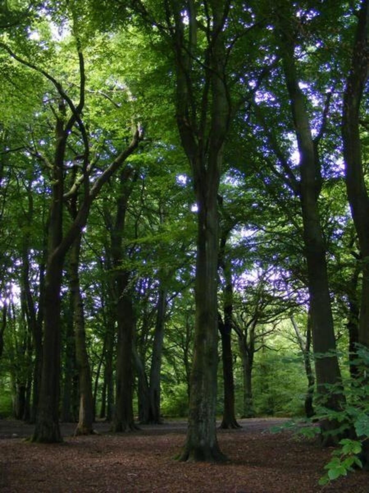 Hirst Wood, Bingley large photo 2