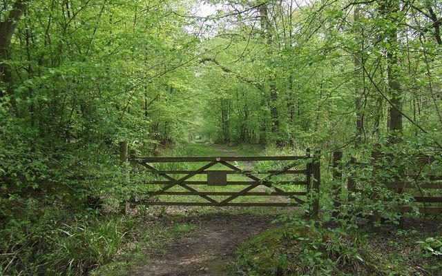 Hoddesdon Woods Dog walk in Hertfordshire