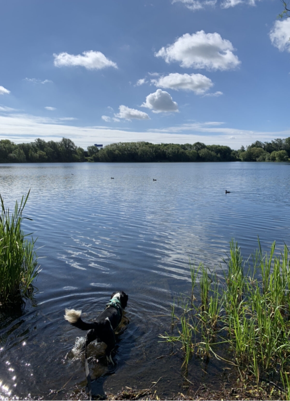 Horbury Lagoon large photo 3