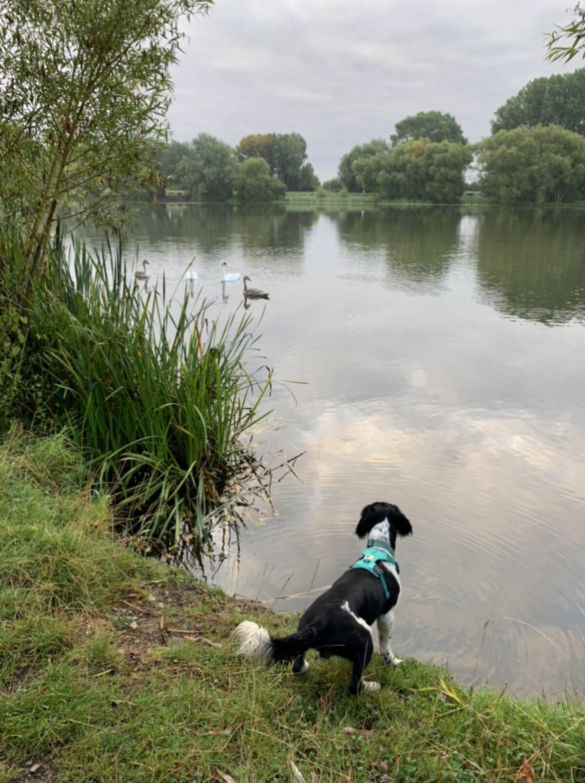 Horbury Lagoon large photo 6