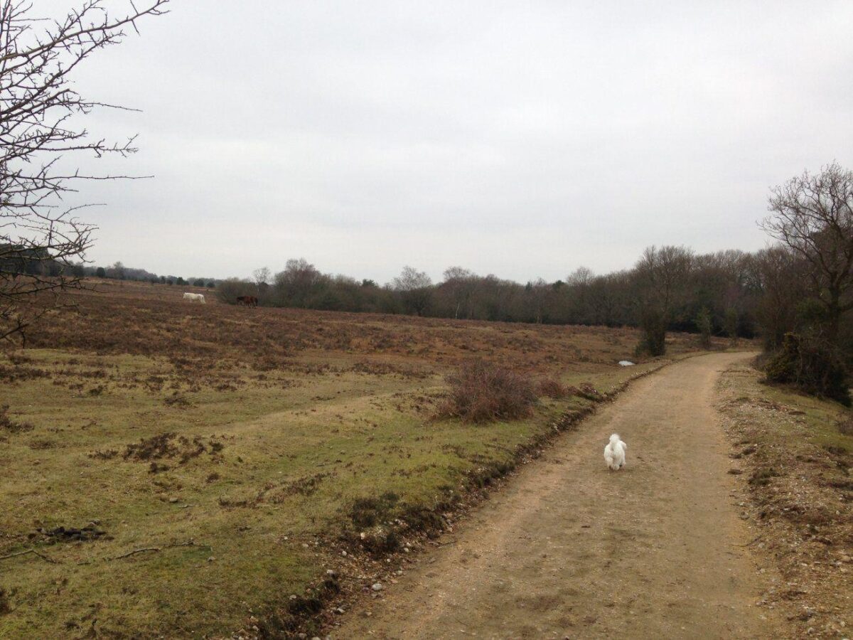 Howen Bottom & Eyeworth Pond large photo 6