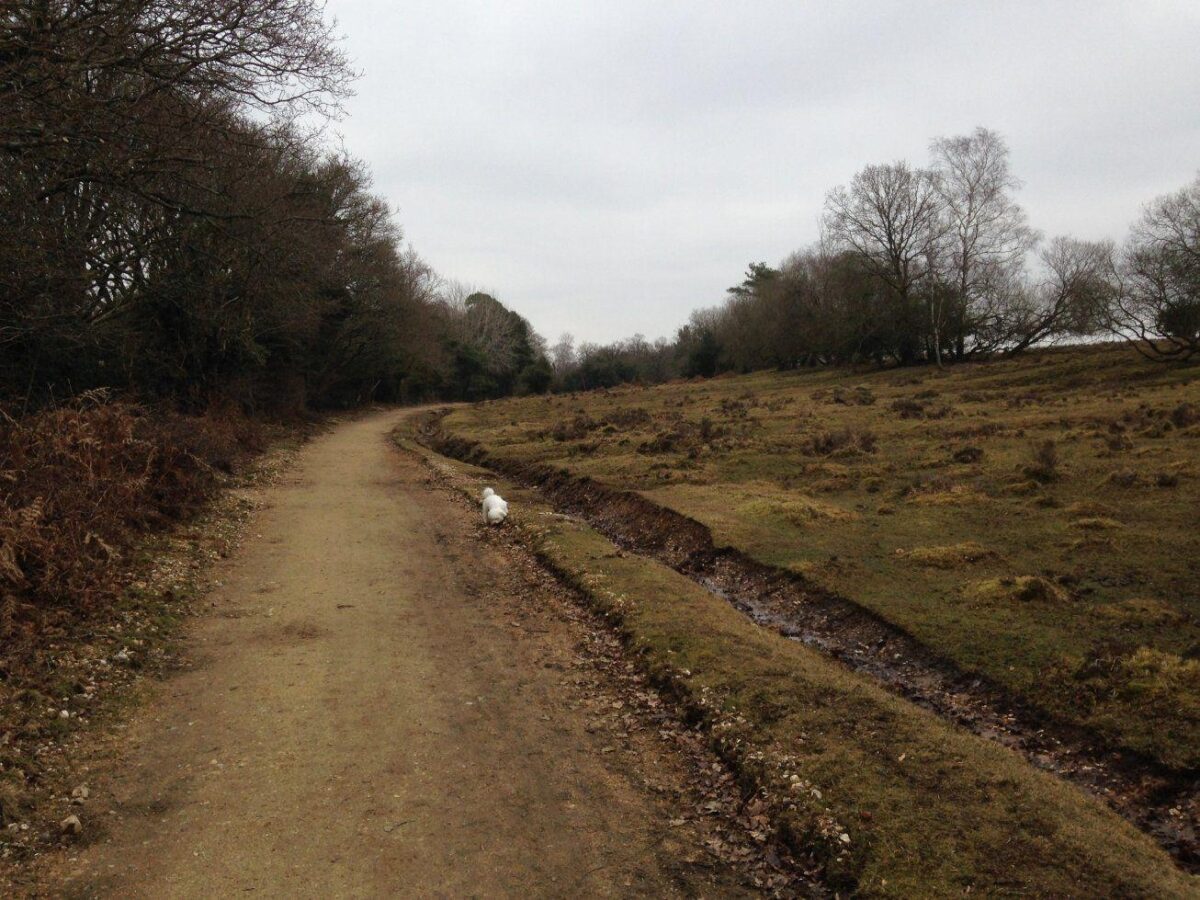 Howen Bottom & Eyeworth Pond large photo 8