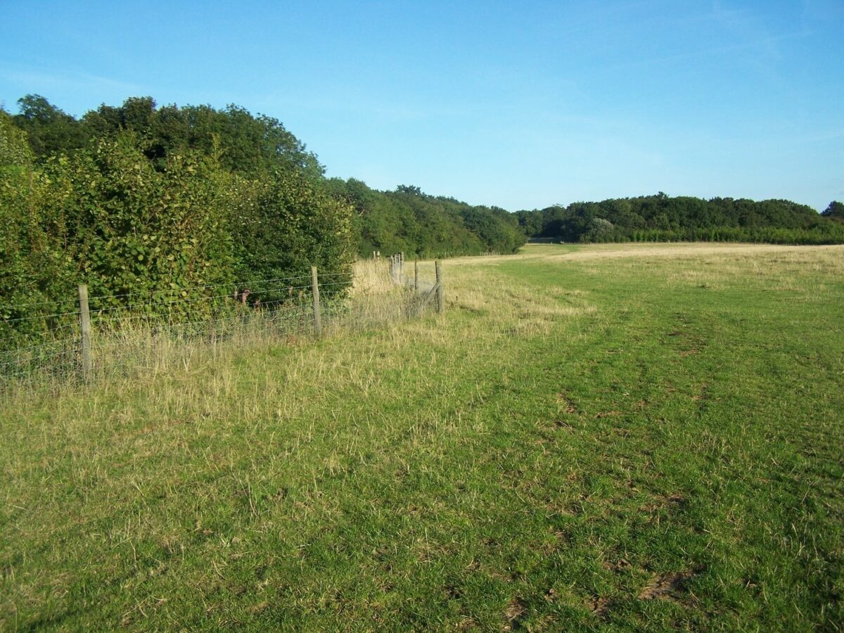 Hucking Estate Woods large photo 1