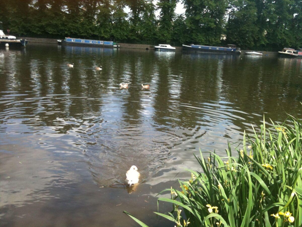 Hurst Park River Walk large photo 1