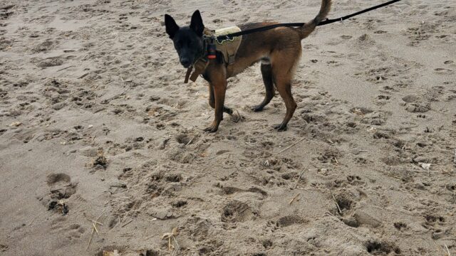 Dog walk at Huttoft Beach