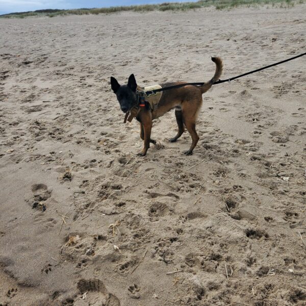 Huttoft Beach photo 1
