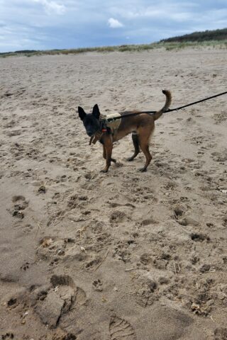 Dog walk at Huttoft Beach photo