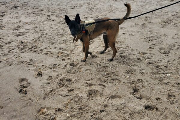 Huttoft Beachphoto