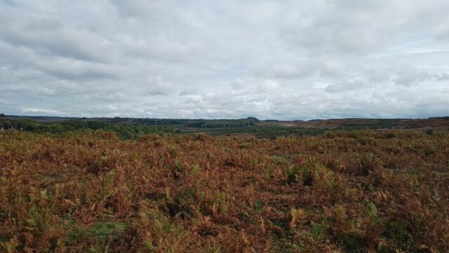 Dog walk at Hyde Circuit