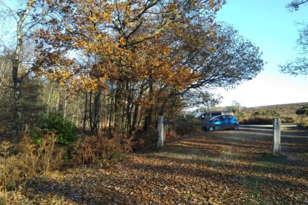 Ibsley Plateau, New Forestphoto