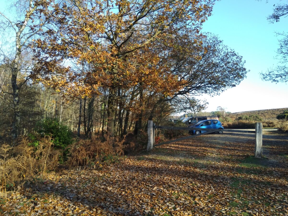 Ibsley Plateau, New Forest large photo 1