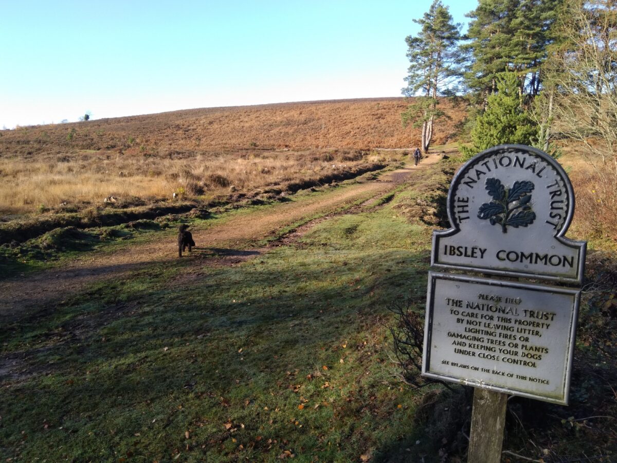 Ibsley Plateau, New Forest large photo 2