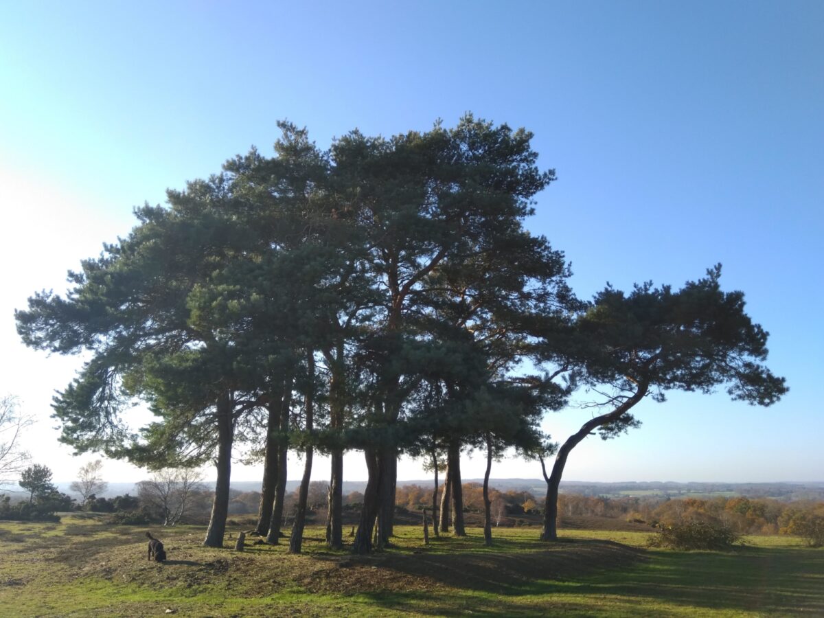 Ibsley Plateau, New Forest large photo 3