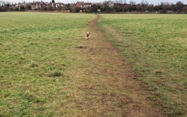 Ivel Springs, Baldock Dog walk in Hertfordshire