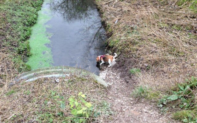 Ivel Springs, Baldock Dog walk in Hertfordshire