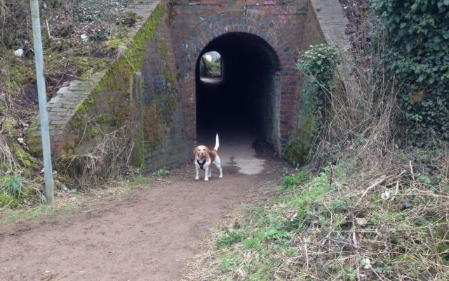 Ivel Springs, Baldock Dog walk in Hertfordshire
