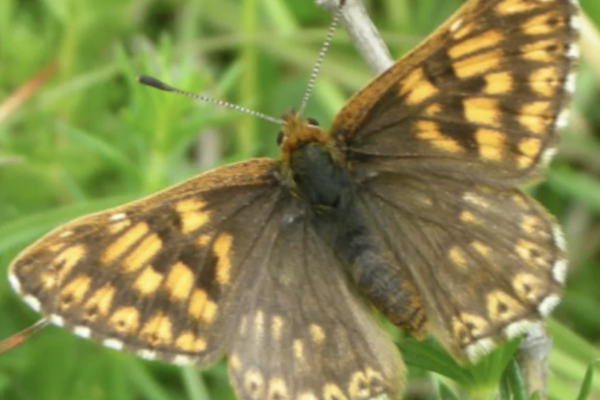 Ivinghoe Hills Butterfly Walkphoto