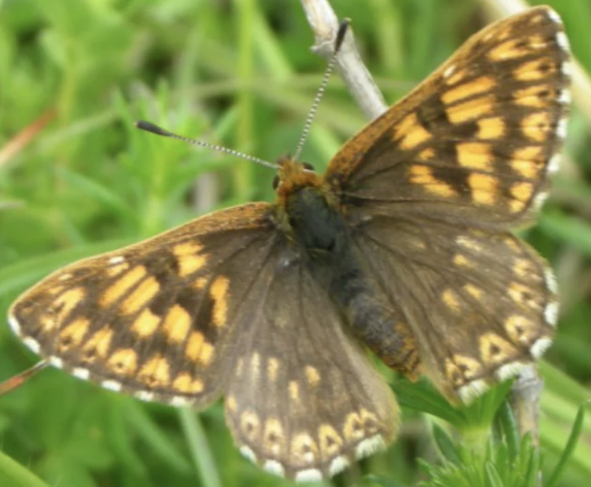 Ivinghoe Hills Butterfly Walk large photo 1