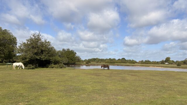 Dog walk at Janesmoor Pond, New Forest