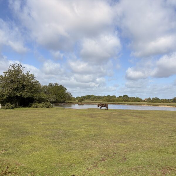 Janesmoor Pond, New Forest photo 1