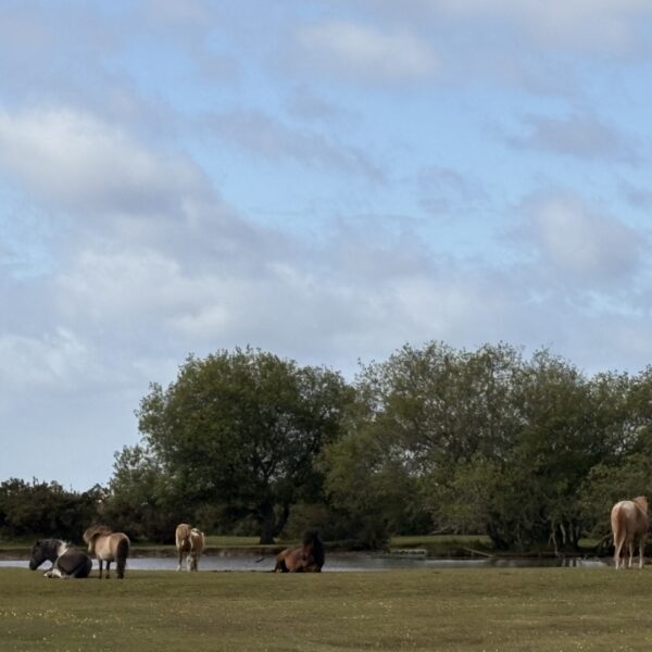 Janesmoor Pond, New Forest photo 3