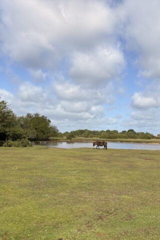 Dog walk at Janesmoor Pond, New Forest photo