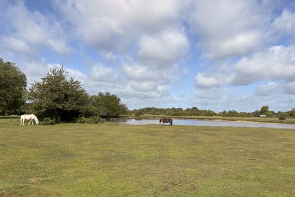 Janesmoor Pond, New Forestphoto