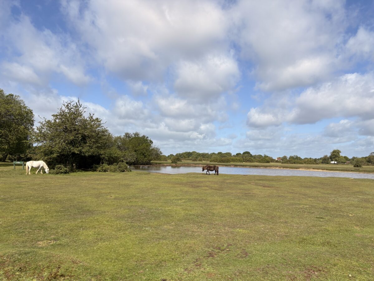 Janesmoor Pond, New Forest large photo 1