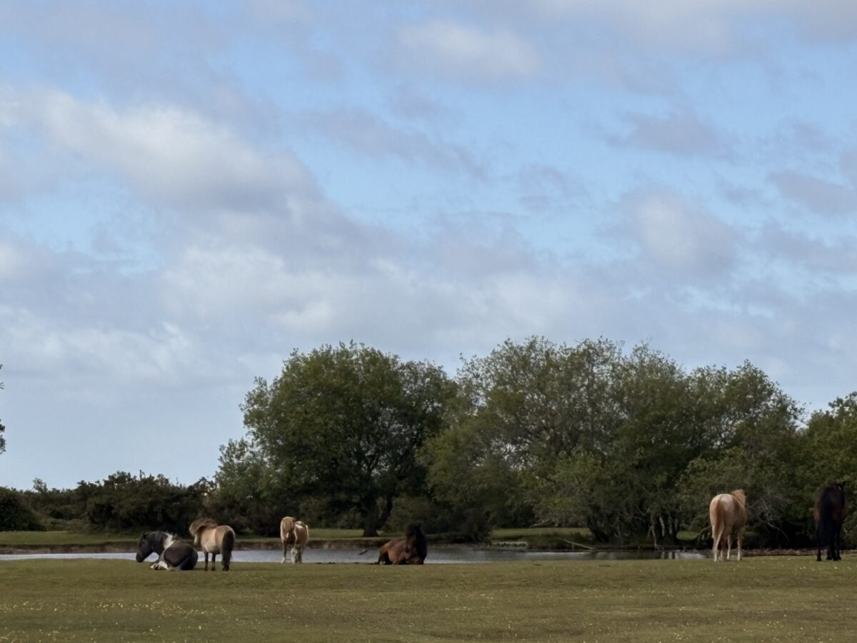 Janesmoor Pond, New Forest large photo 3