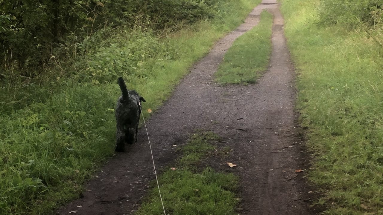 Dog walks in Northamptonshire · Walkiees