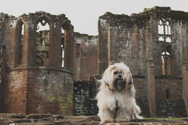 Kenilworth Castle And Elizabethan Gardenphoto