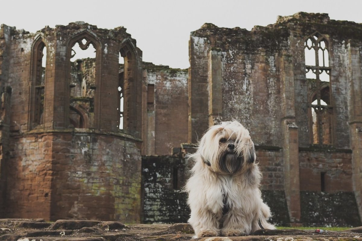 Dog walk at Kenilworth Castle And Elizabethan Garden · Warwickshire