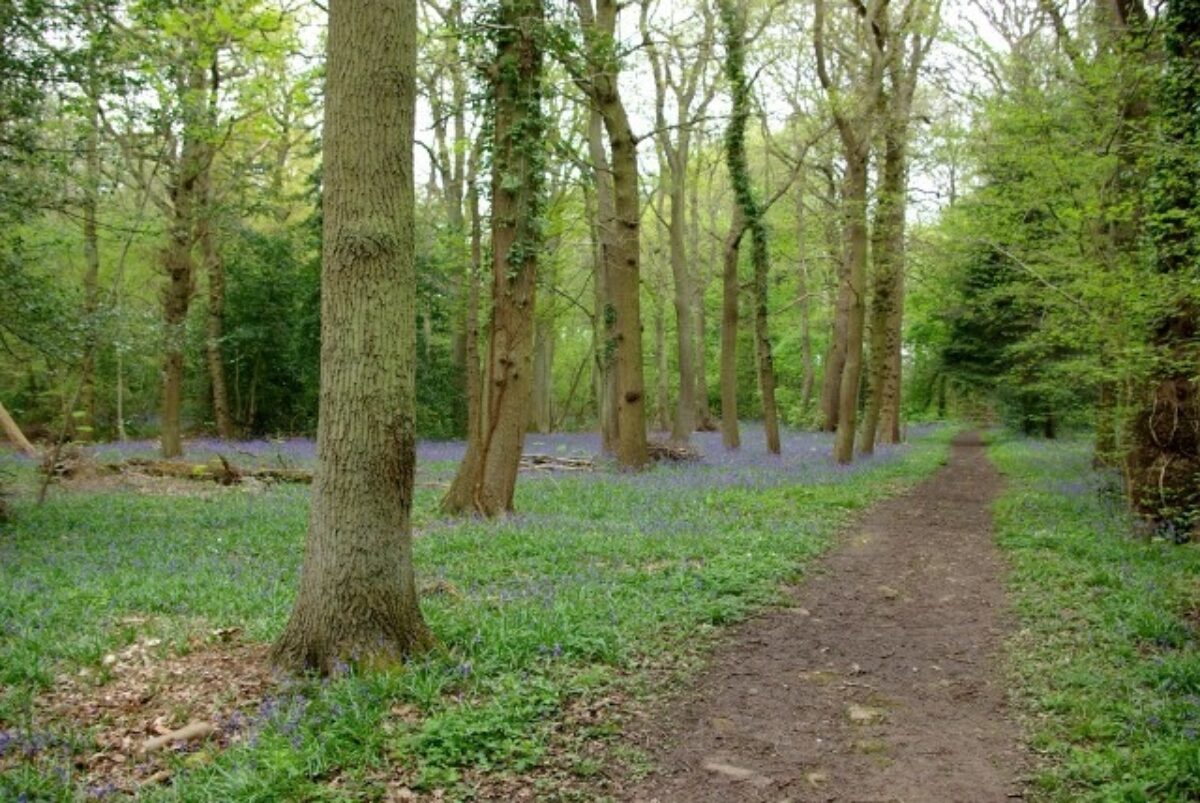 Kenilworth Road Woodlands large photo 3