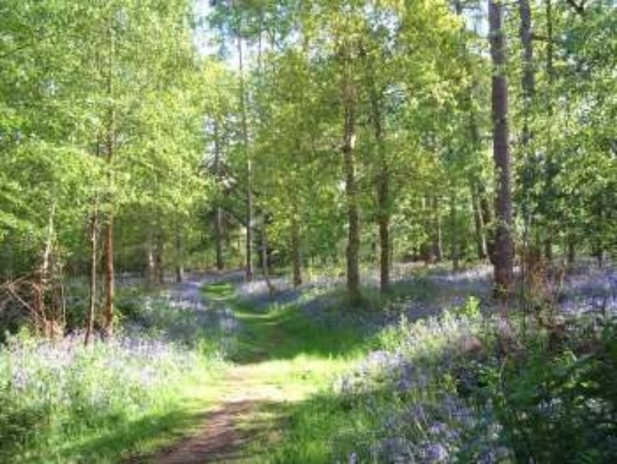 Kenilworth Road Woodlands large photo 2