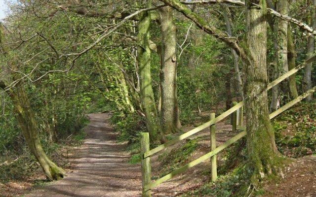 Kings Cliff Dog walk in Somerset