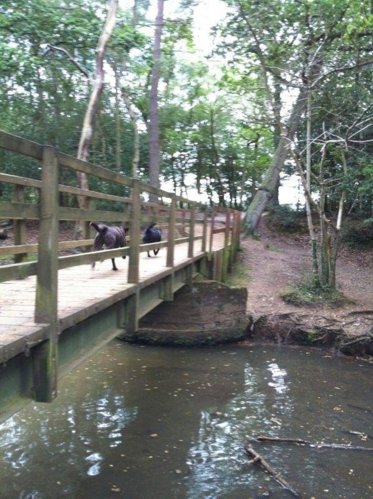 Kings Hat (New Forest) large photo 3