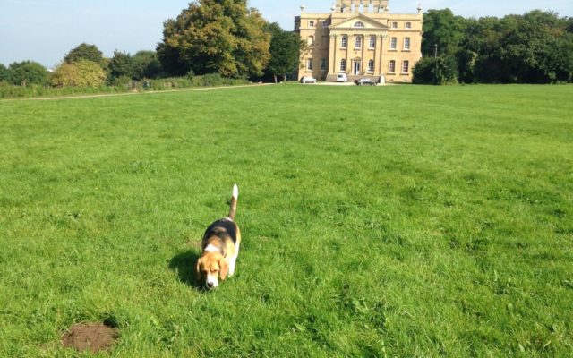 Kings Weston, Bristol Dog walk in Avon