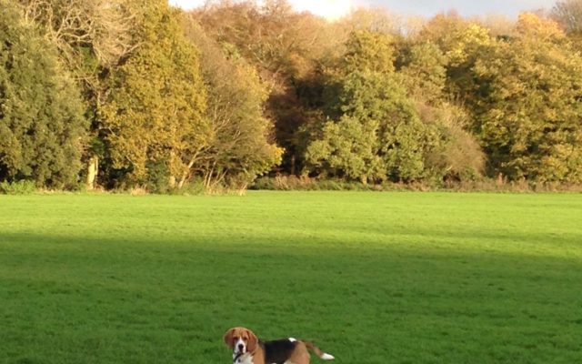 Kings Weston, Bristol Dog walk in Avon