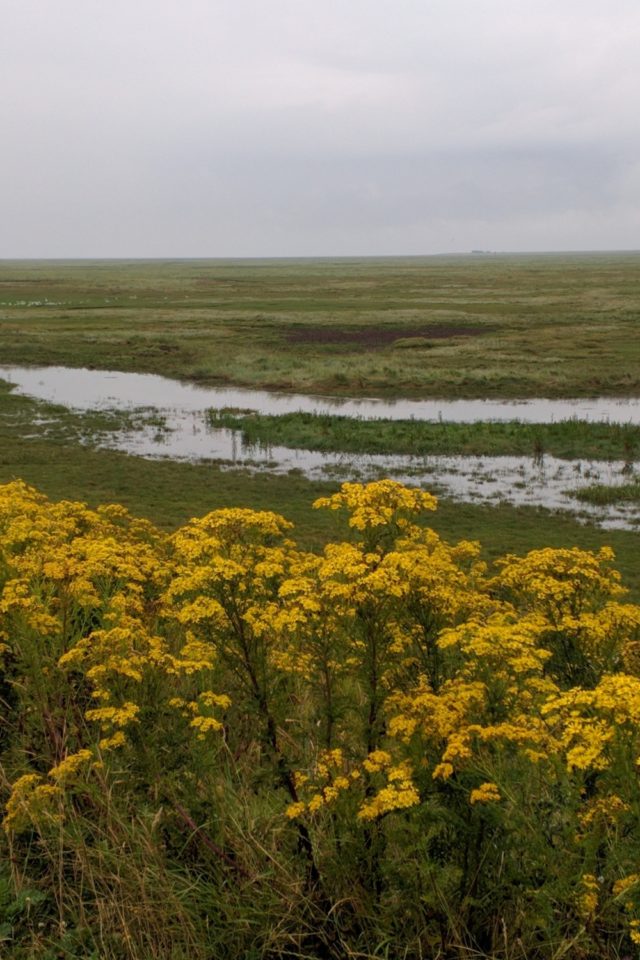 Dog walk at Kirton Marsh · Lincolnshire · Walkiees