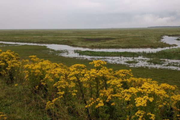 Kirton Marshphoto