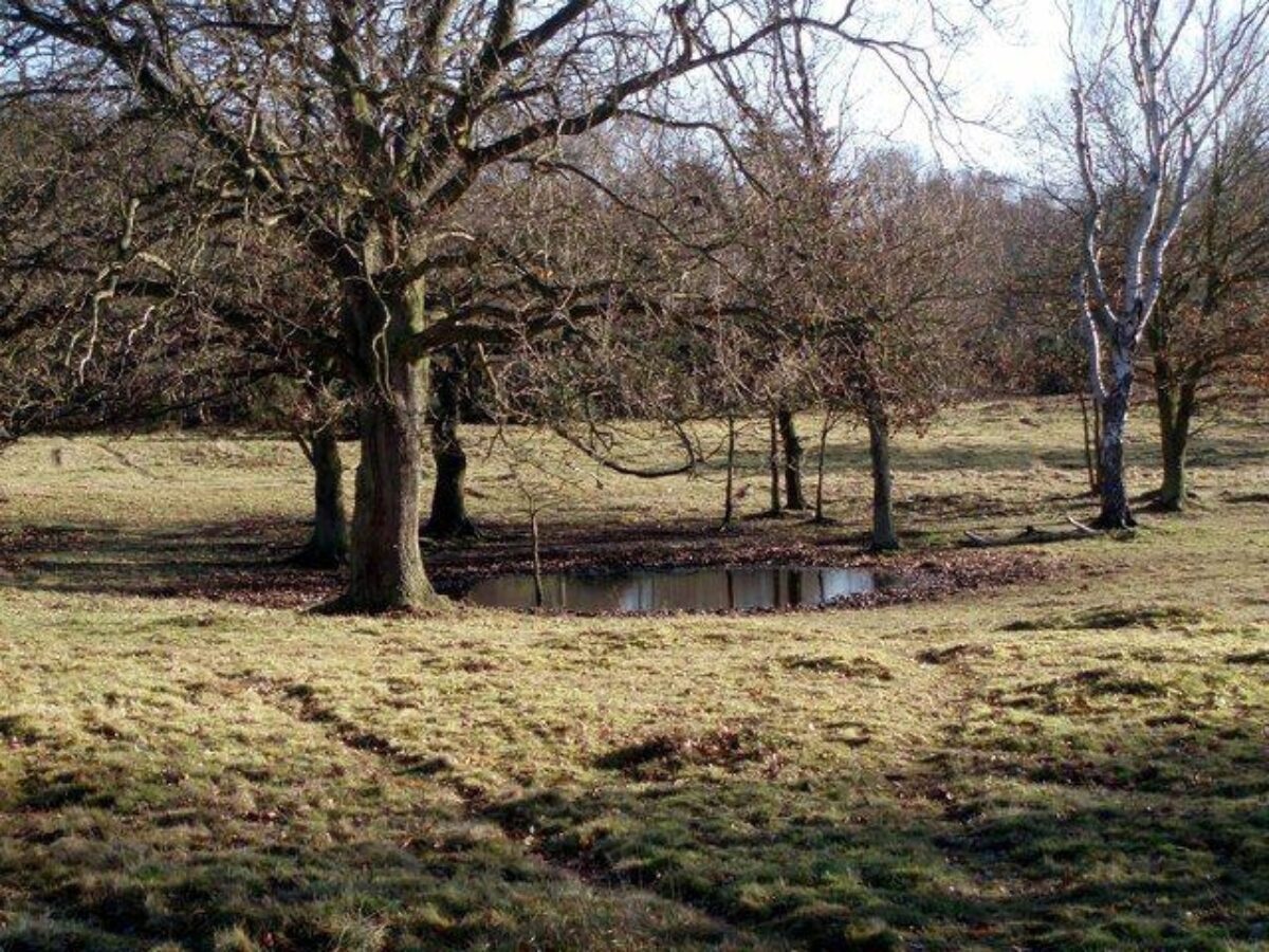 Knettishall Heath large photo 3