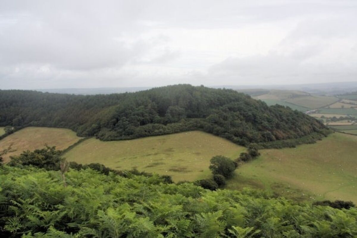 Langdon Hill / Woods large photo 2