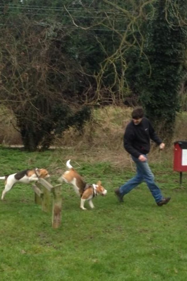Dog walk at Lea Valley Country Park Dog Agility Course · Hertfordshire · Walkiees
