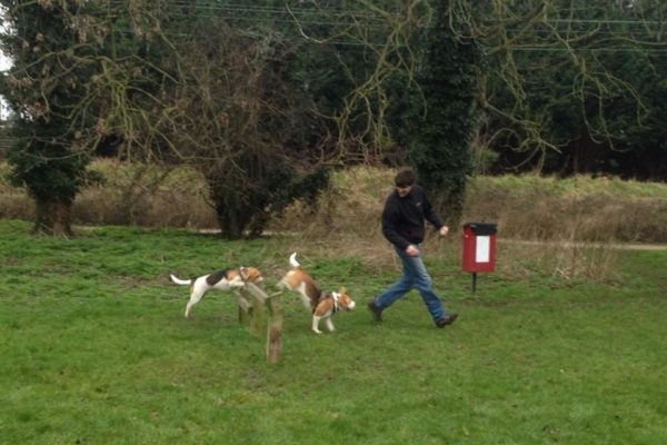 Lea Valley Country Park Dog Agility Coursephoto