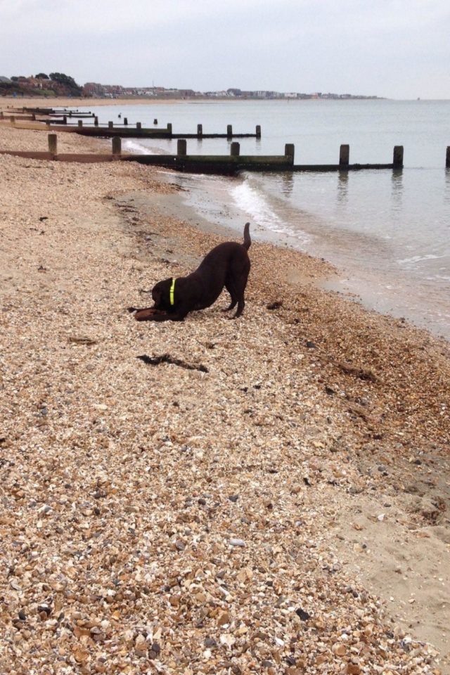 Dog walk at Lee On The Solent Beach · Hampshire · Walkiees Dog walk at Lee On The Solent Beach · Hampshire · Walkiees