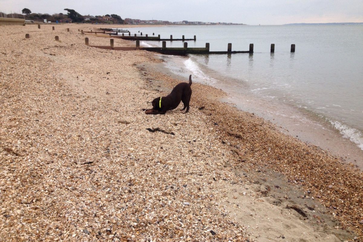 Dog walk at Lee On The Solent Beach · Hampshire · Walkiees