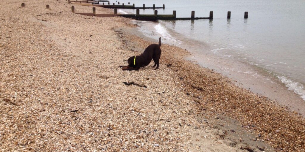 Dog walk at Lee On The Solent Beach · Hampshire · Walkiees
