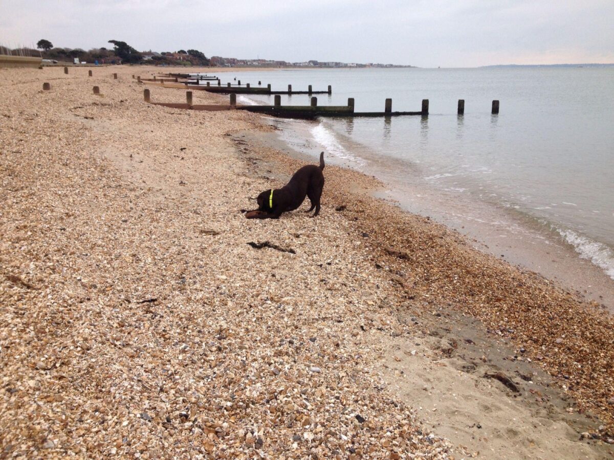 Lee On The Solent Beach large photo 1