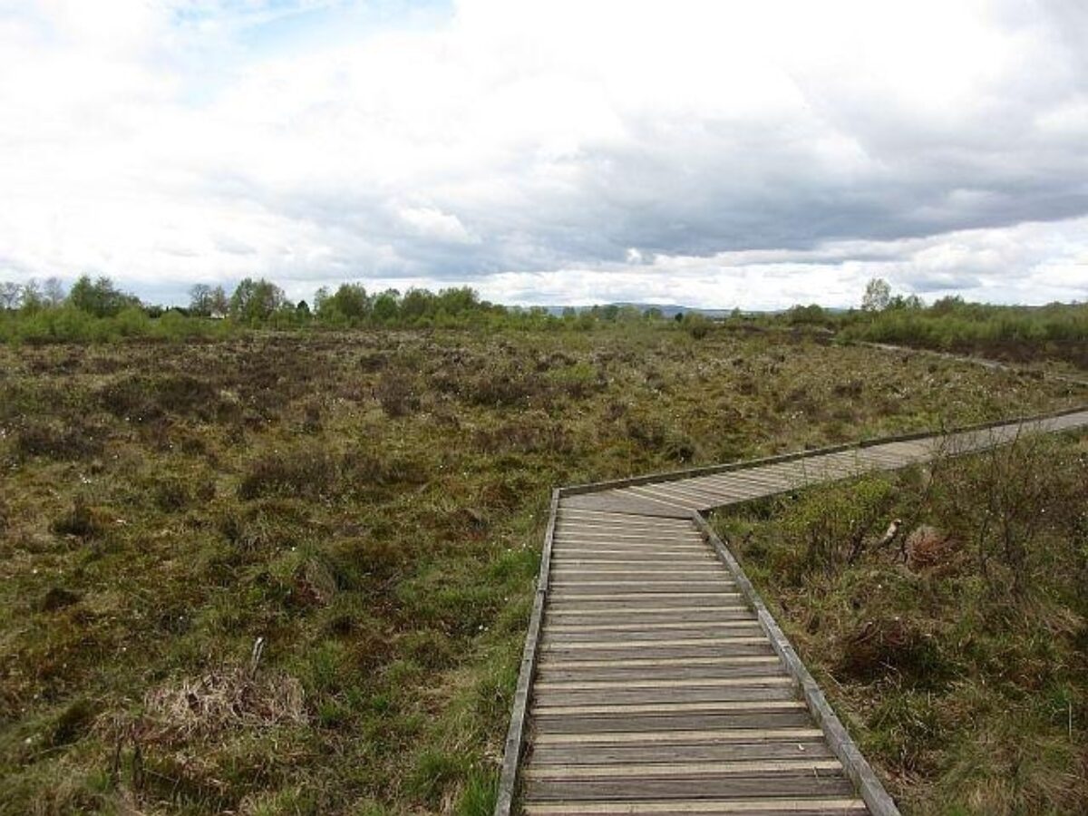 Lenzie Moss large photo 1