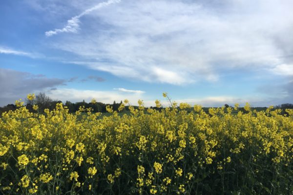 Linby Trailphoto